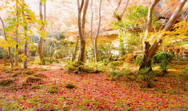 じゅうたん苔と紅葉